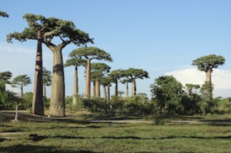 Les baobabs de Madagascar